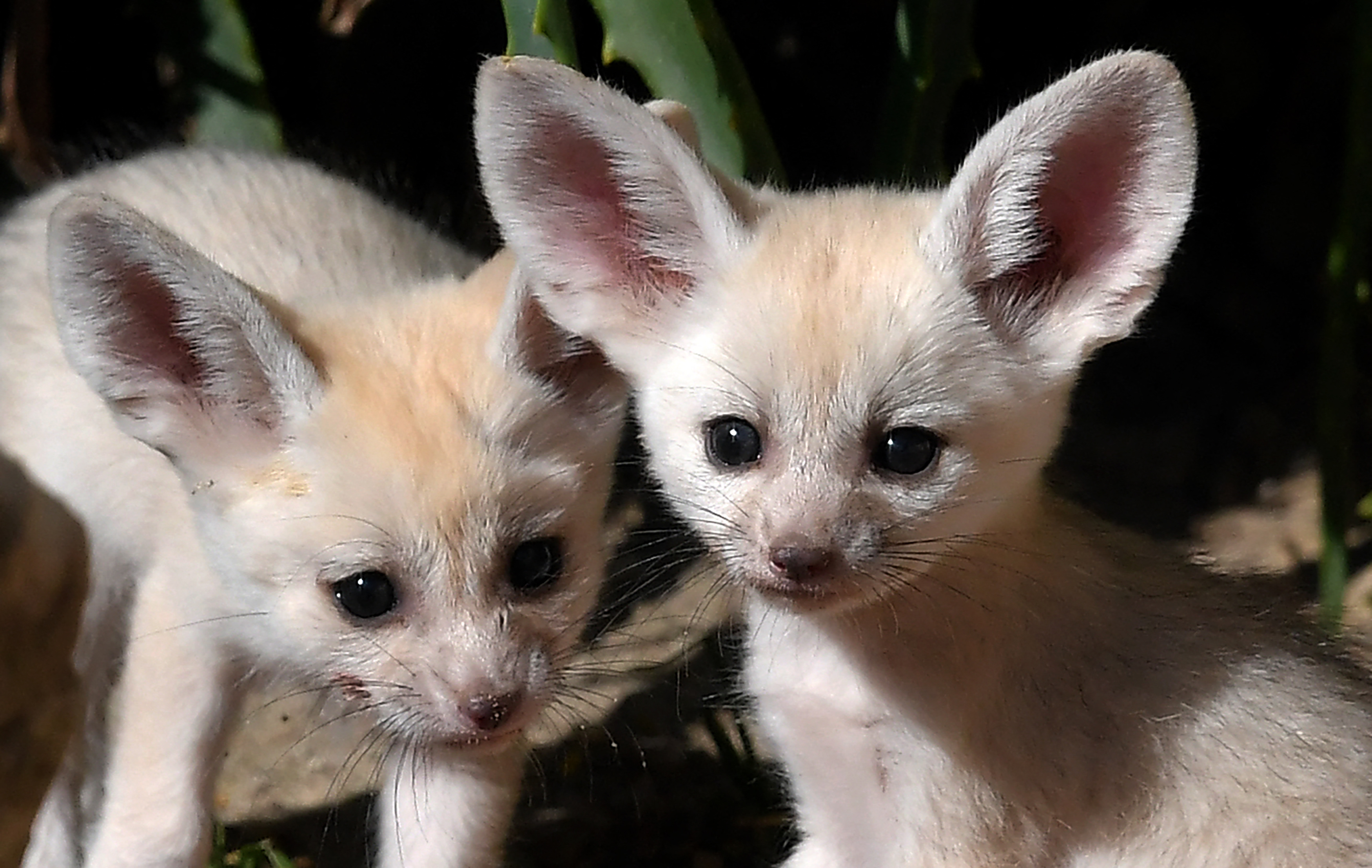 Two fennec fox puppies (AFP/ Tiziana Fabi)