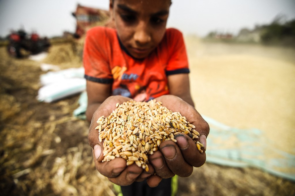 egypt wheat afp 2019