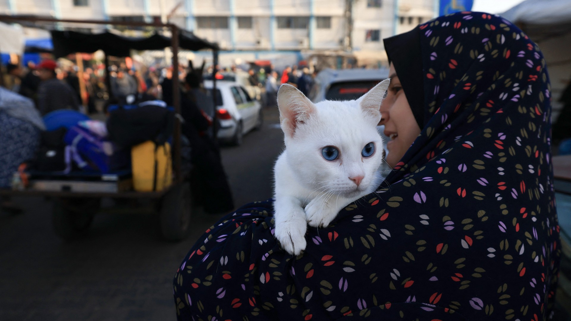 gaza
