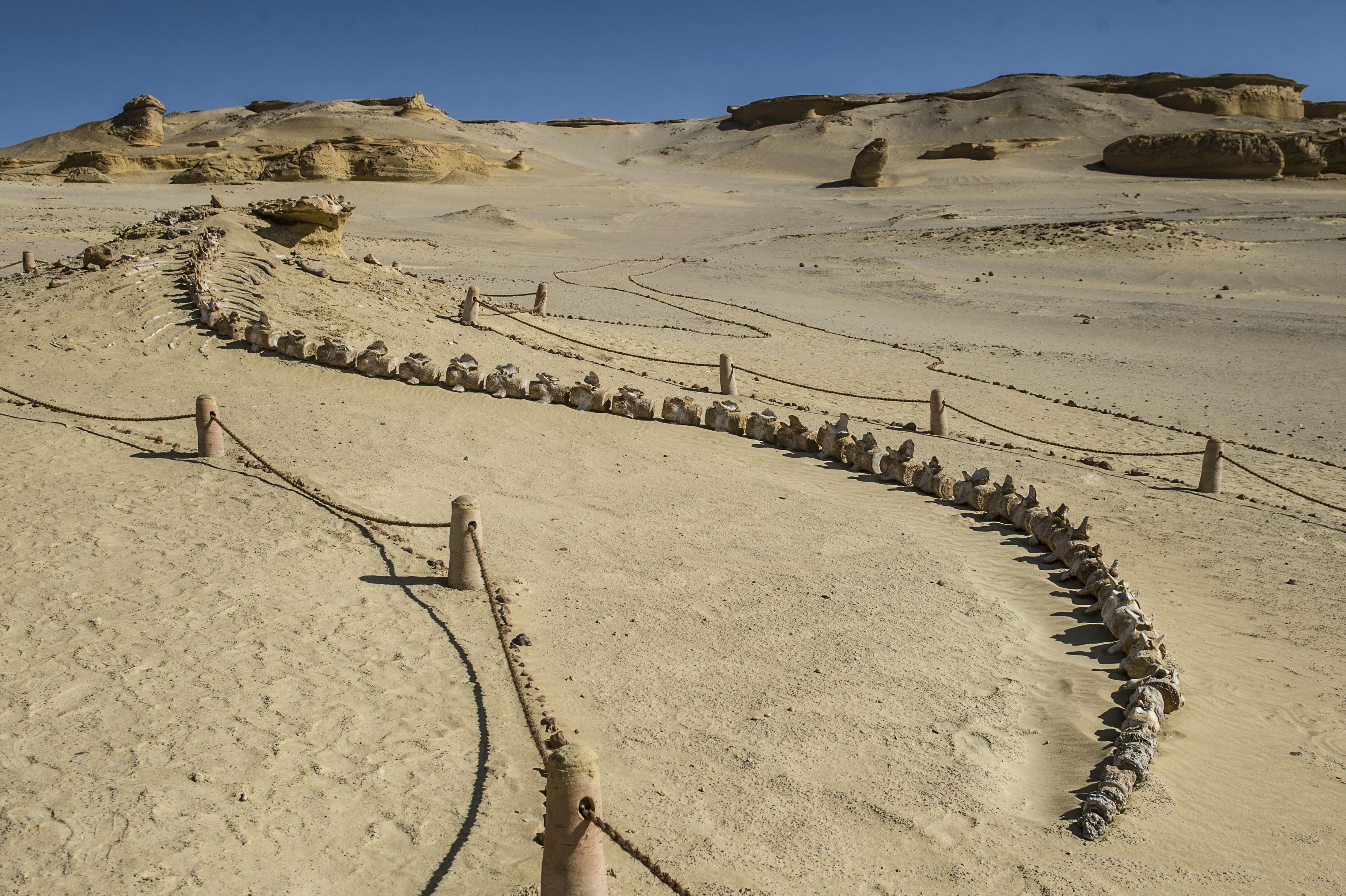 whale fossil wadi al hitan