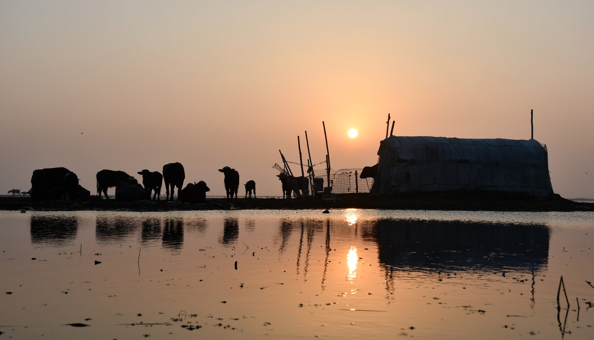 A view of cattle sitting in the marshes (ahwar) of the southern district of Chibayish in Iraq's Dhi Qar province (AFP)