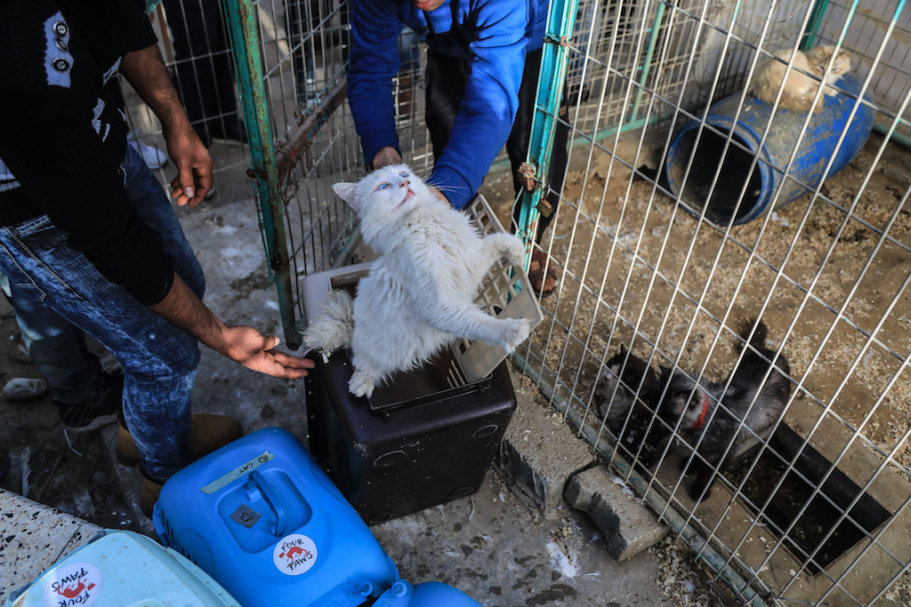 A cat is loaded into a cage for transportation (Mohammed Alaloul)