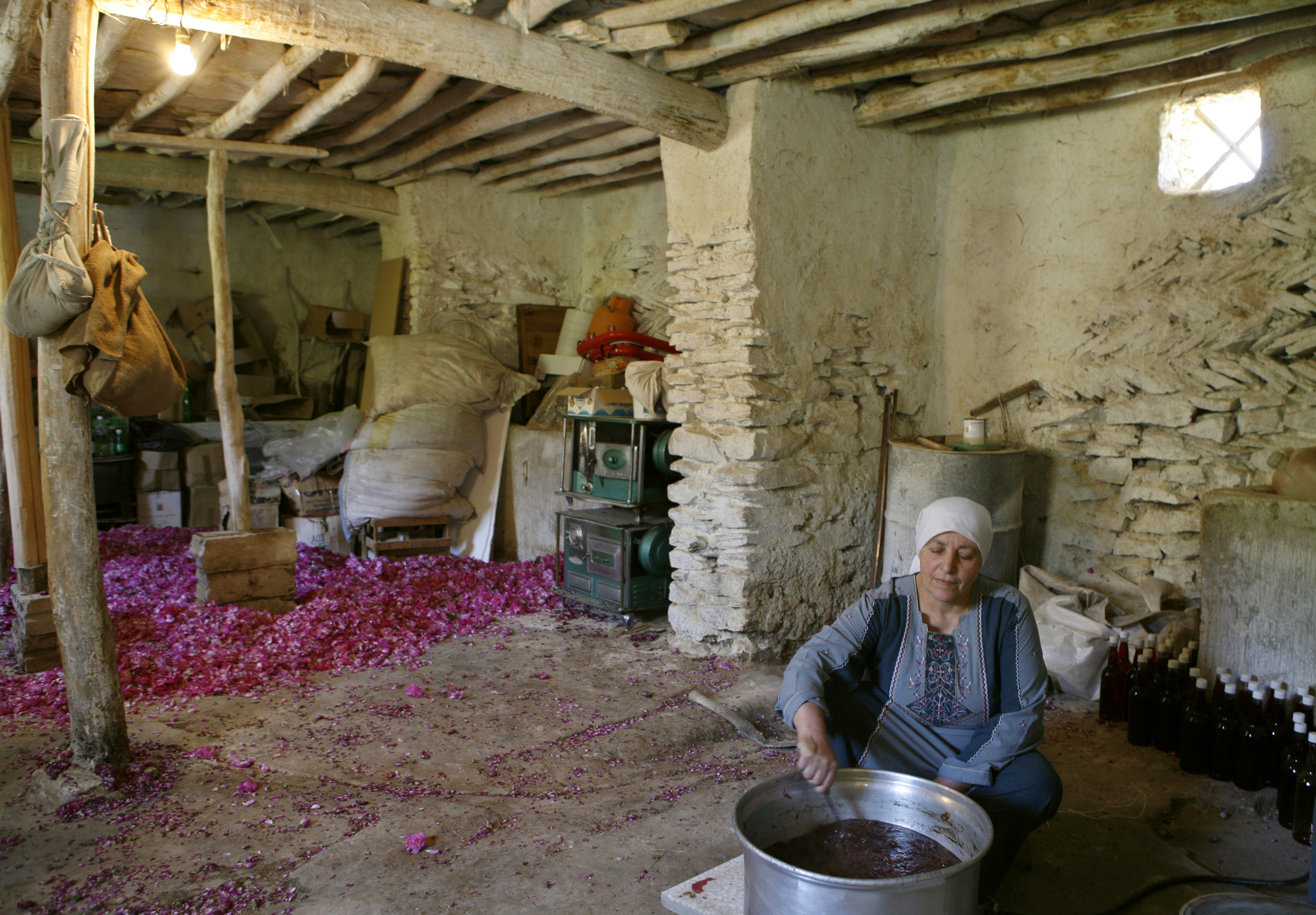 La rose de Damas syrienne a été introduite en Europe par les croisés (Reuters)
