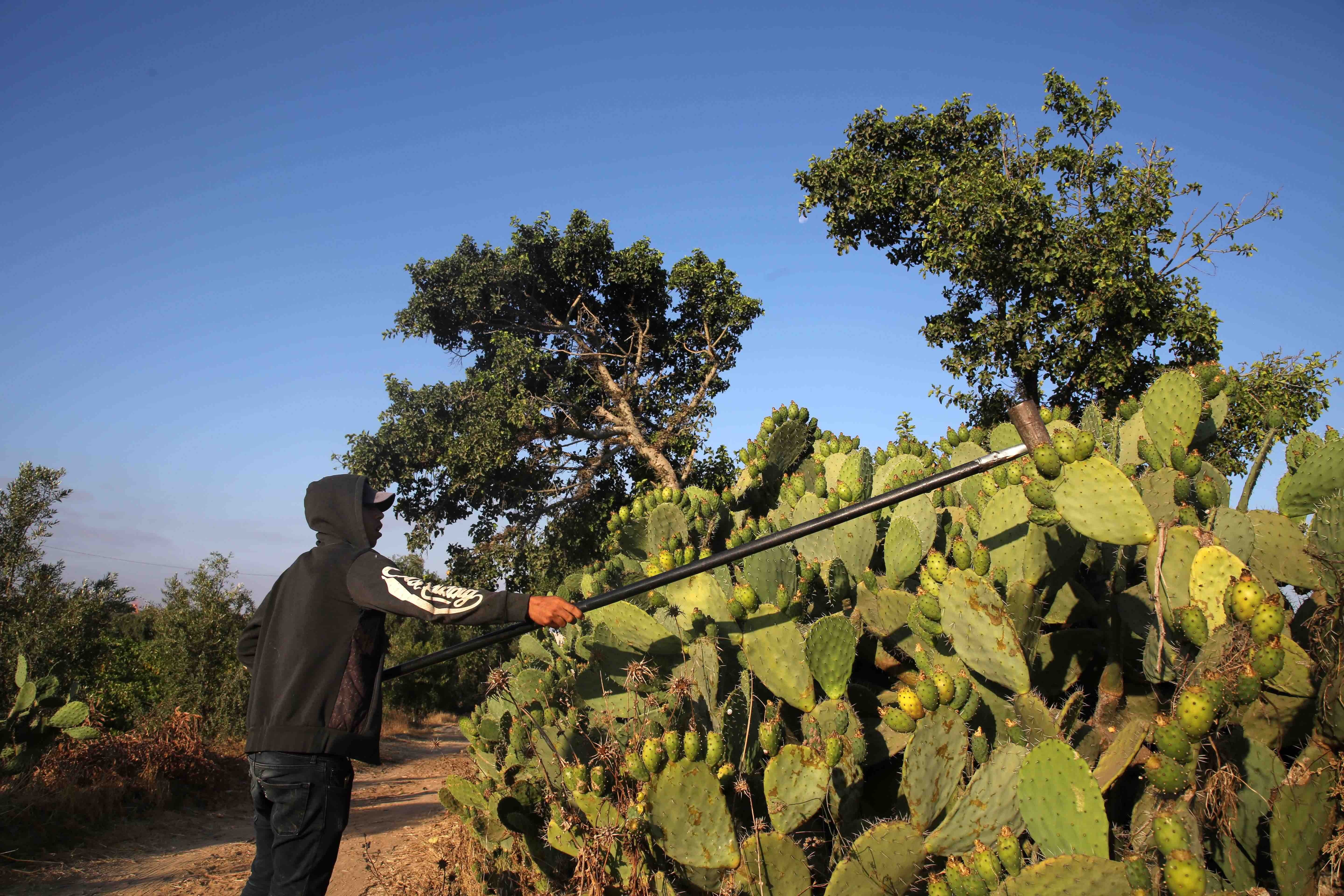 gaza pear fruit cacti 