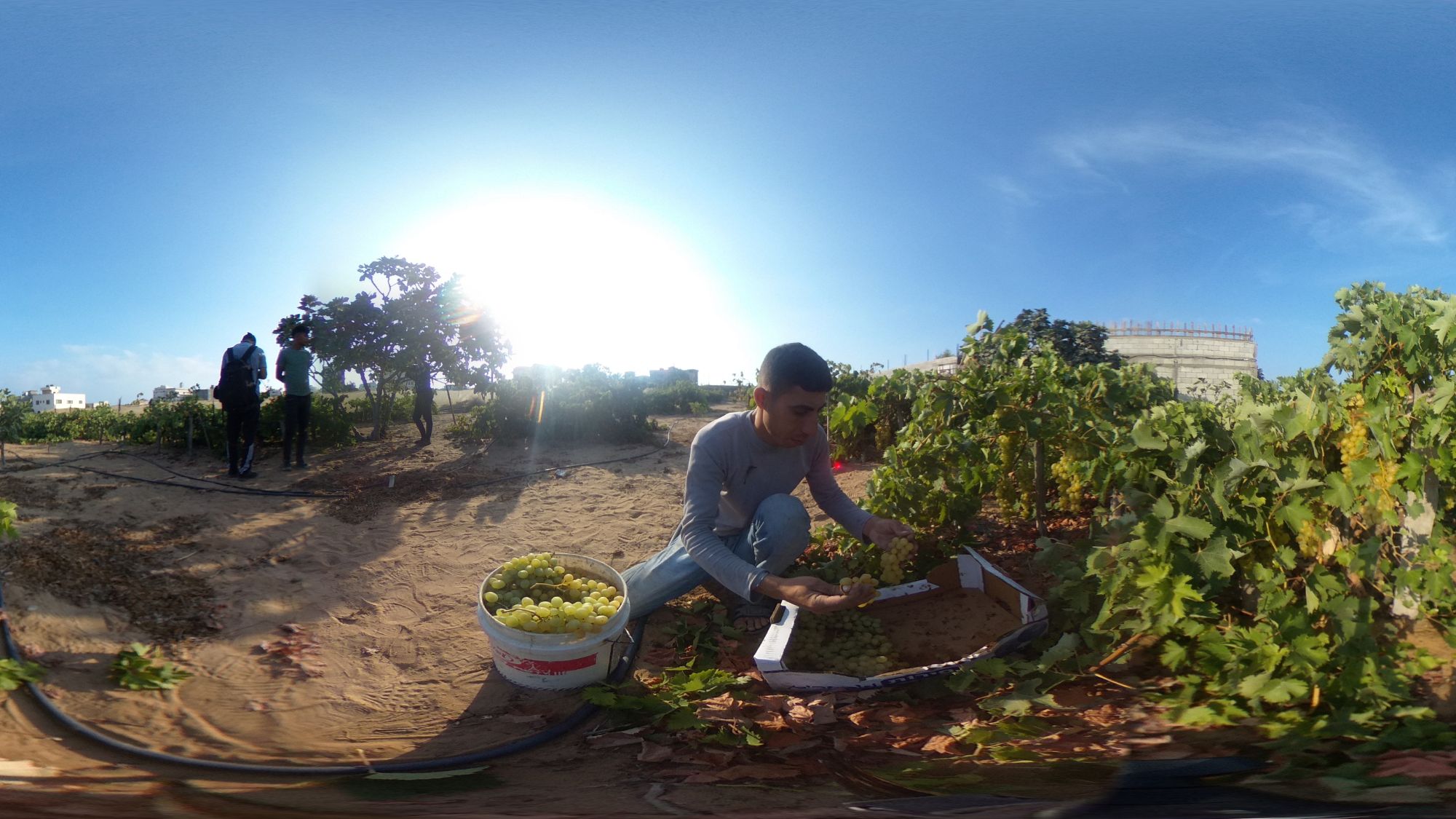 A Palestinian harvest grapes in Gaza prior to October 2023 (supplied) 