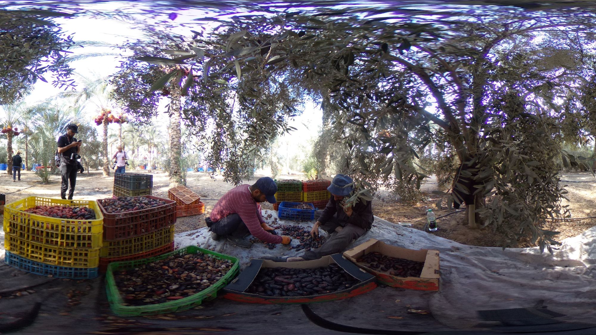 Palestinians pick dates in Gaza prior to October 2023 (supplied) 