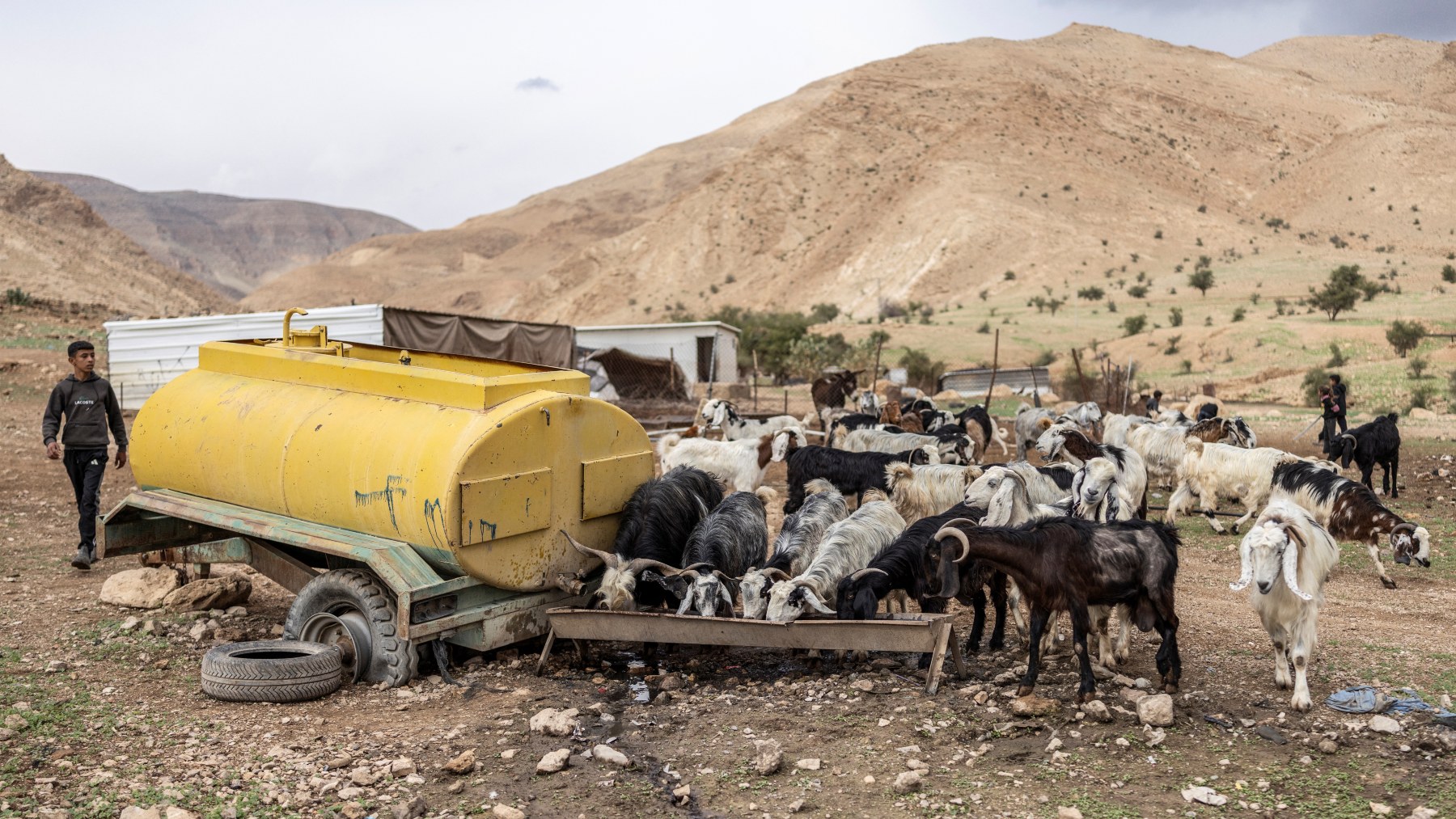 A Palestinian Bedouin youth opens the tap of a water cistern to allow his goats to drink, located close to a newly built Israeli right-wing settler outpost erected inside the land of a Bedouin community of Ras Ein al-Auja near the city of Jericho, in the Israel-occupied Palestinian West Bank on January 1, 2026. AFP