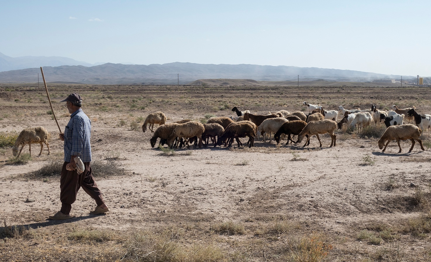 An Afghan shepherd cares for his flock outside the small village of Nasr Abad, in Iran's Razavi Khorasan province (MEE correspondent)