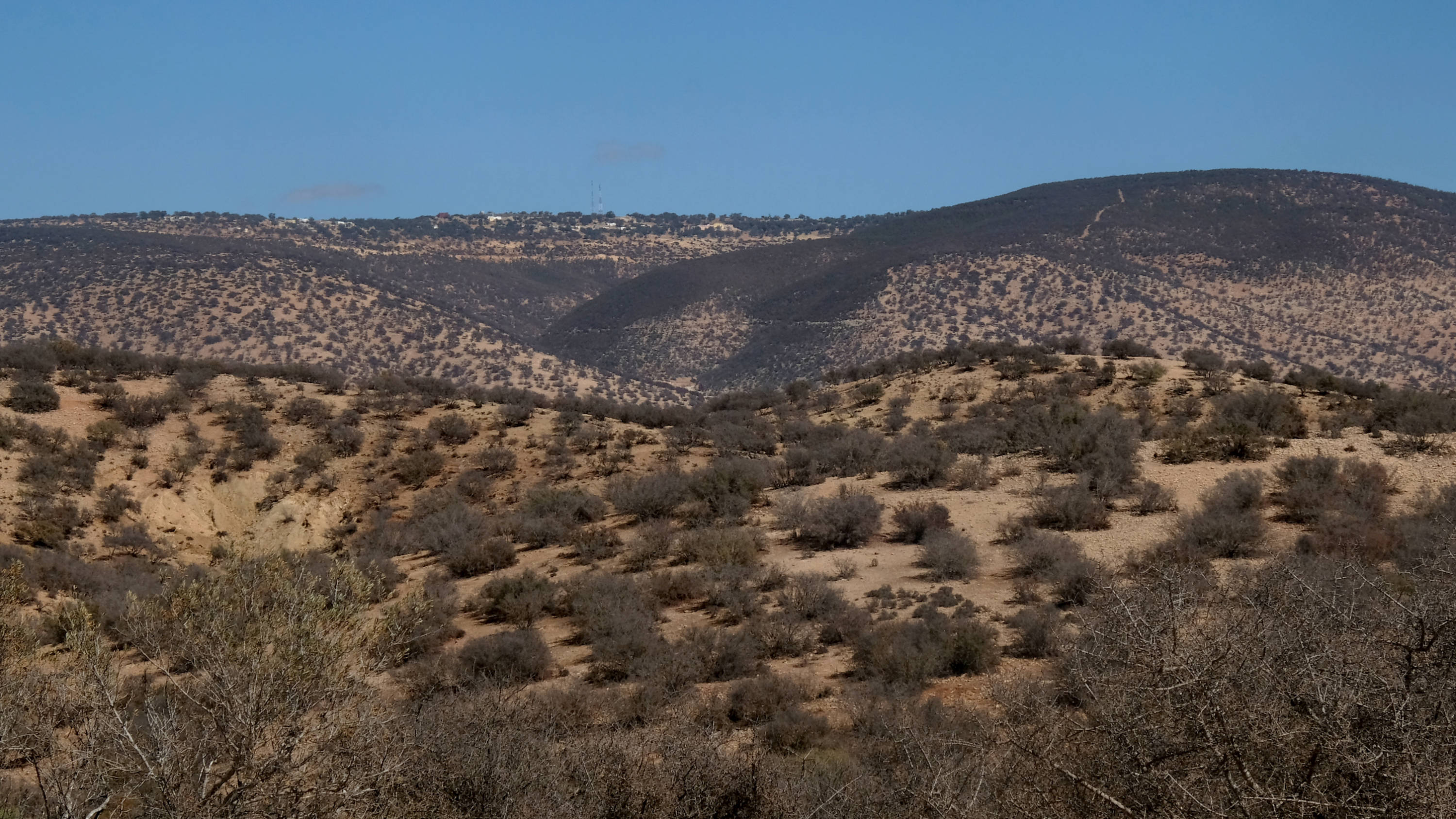 Argan trees near the southern town of Smimou, on the primary route between Essaouira and Agadir (MEE)