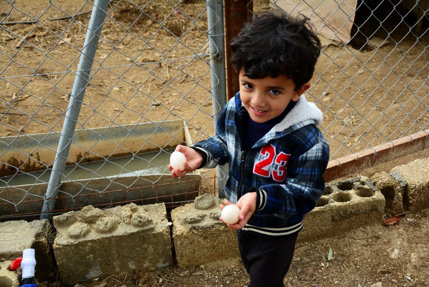 3-year-old Baha’ likes to help his father. He collects the chickens' eggs every morning. Chicken manure is used to improve the soil’s fertility (Marta Vidal/MEE)