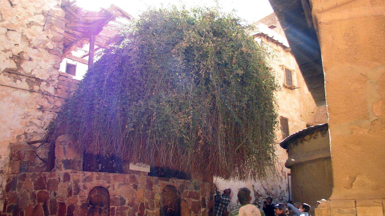 Burning-Bush-Saint-Catherine-Monastery