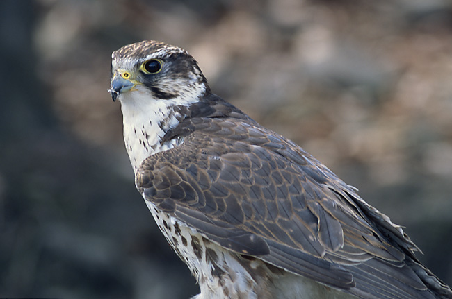 falcon Marek Szczepanek wikipedia