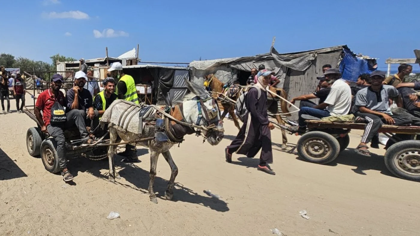 Palestinians ride in animal-drawn carts in al-Mawasi area of Rafah on 20 July 2025, as such vehicles have become the primary mode of transport amid a fuel shortage in Gaza (AFP)