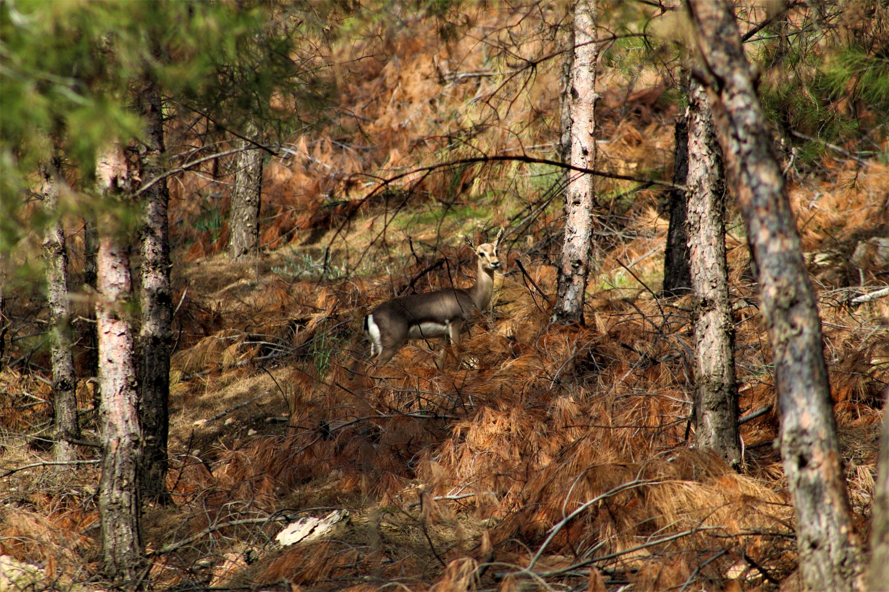 Mountain Gazelle