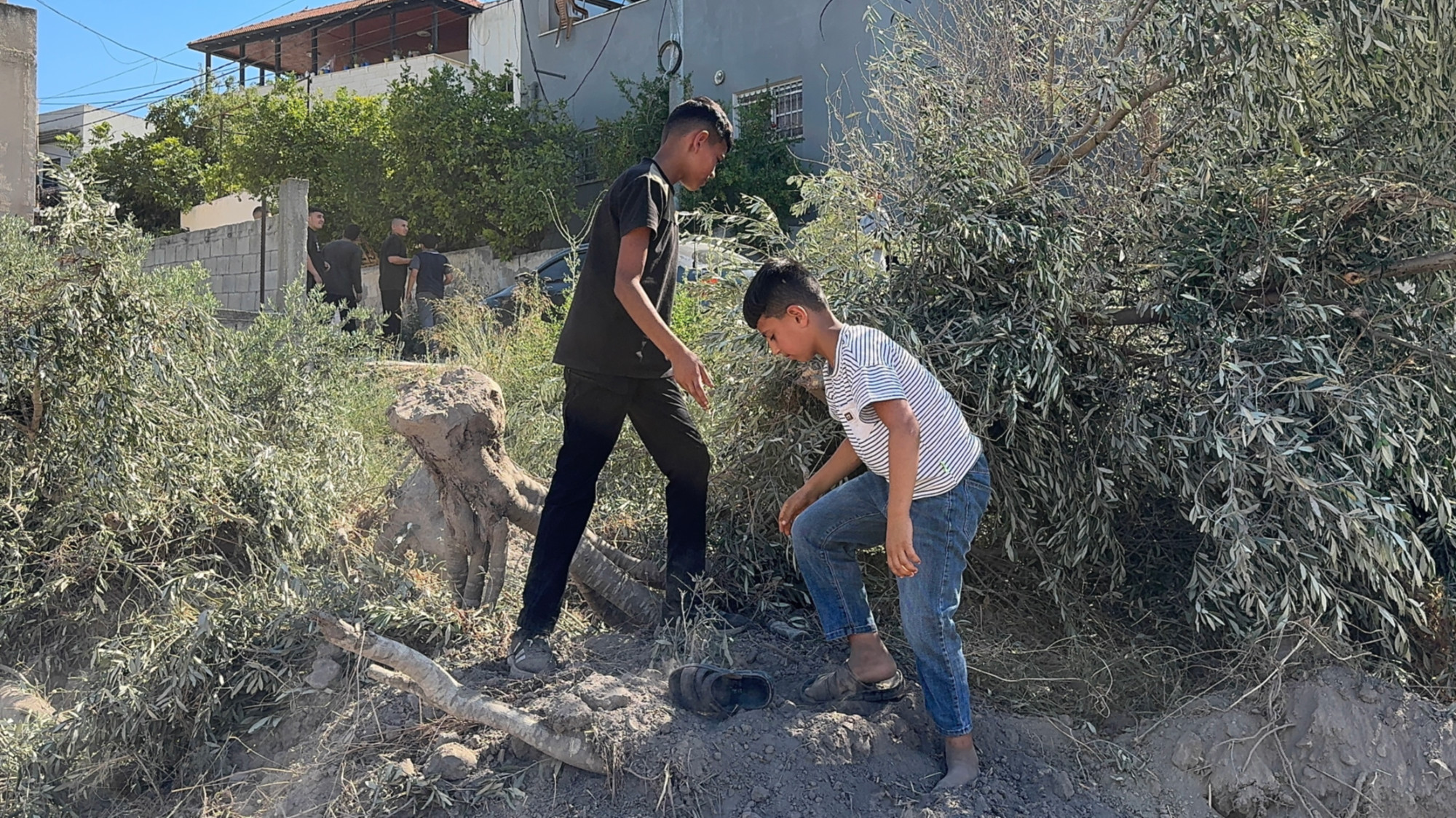 Zububa residents inspect olive trees destroyed by the Israeli army (Mohammed Turkman/MEE)