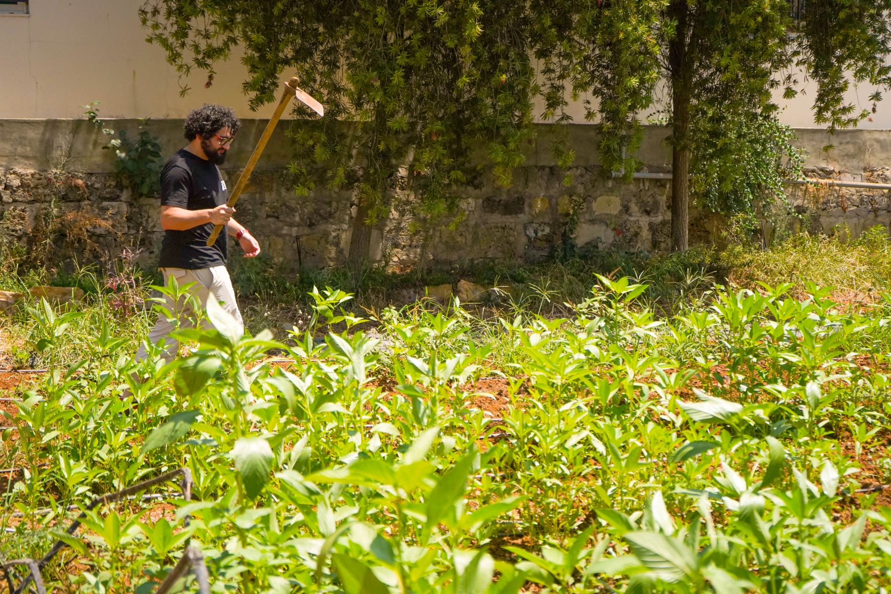Lebanon farming