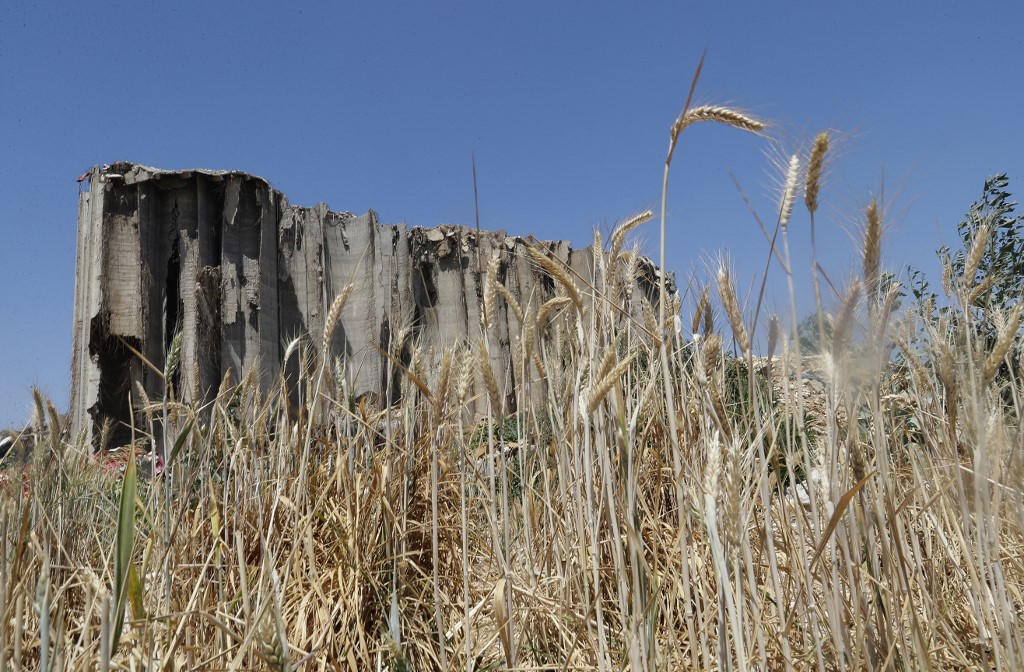 Les grains de blé qui s’étaient répandus hors des silos lors de l’explosion du port de Beyrouth sont arrivés à maturité, le 27 mai 2021 (AFPJoseph EID)