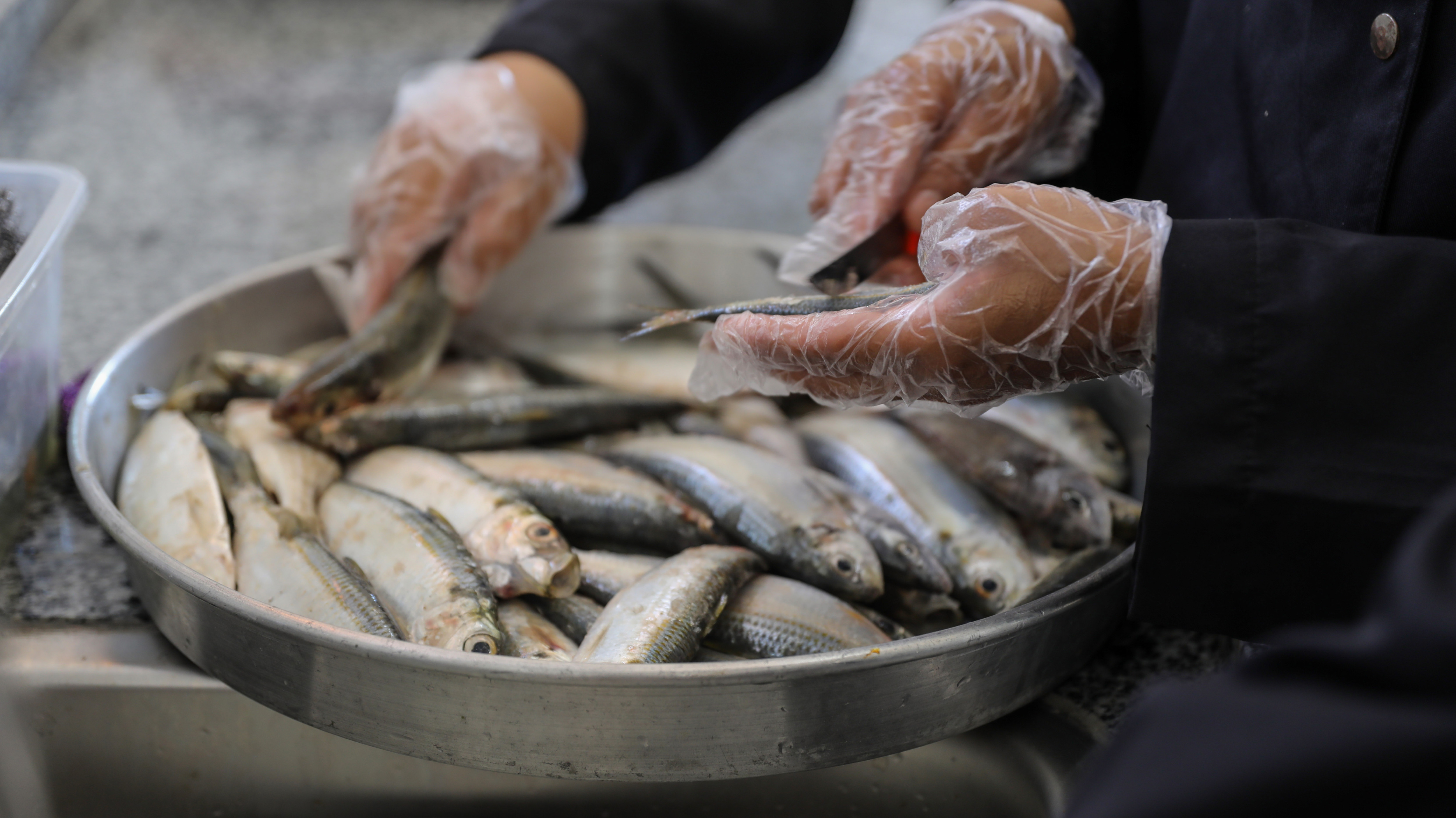 Gaza fishing