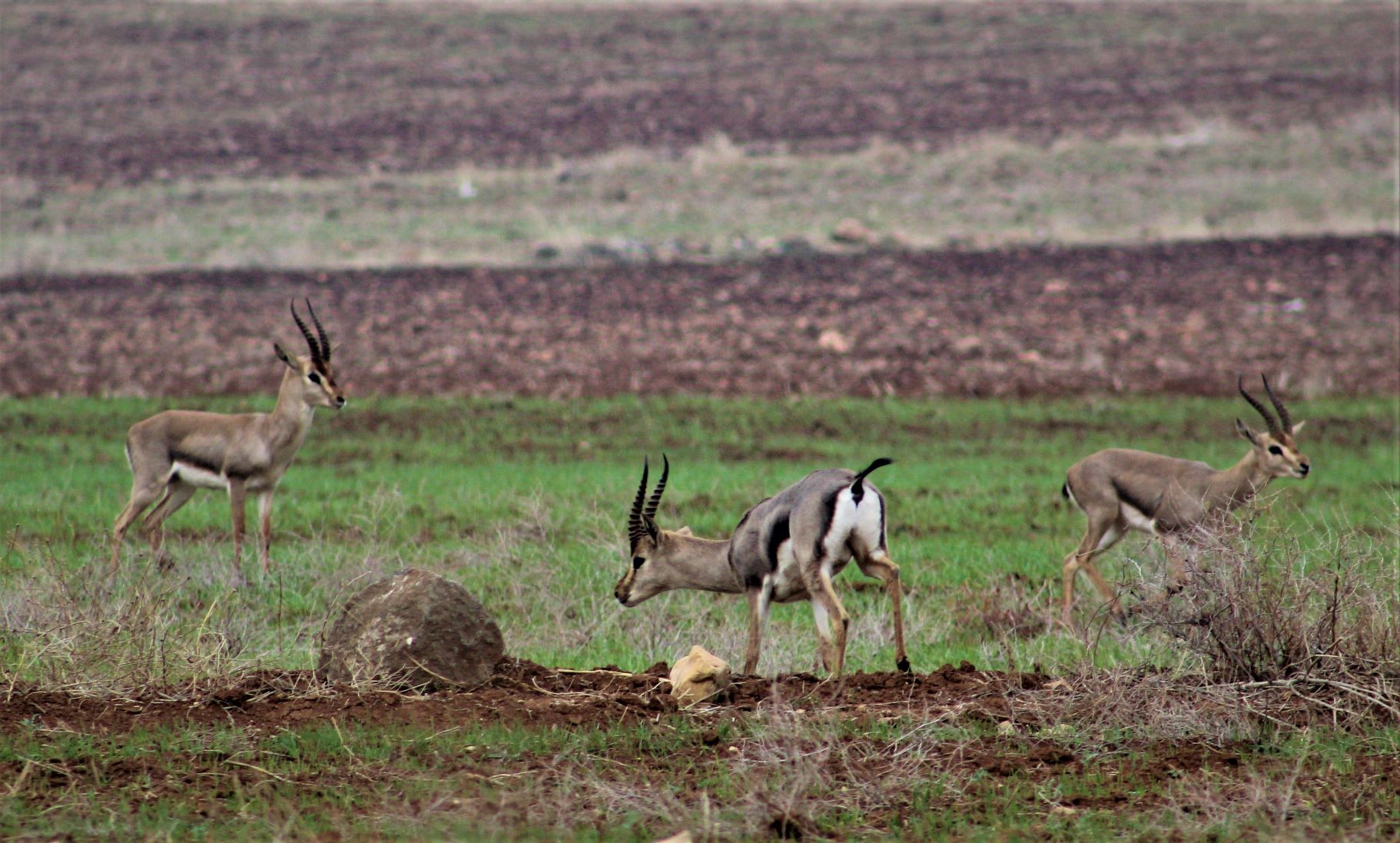 Male mountain gazelles in Hatay