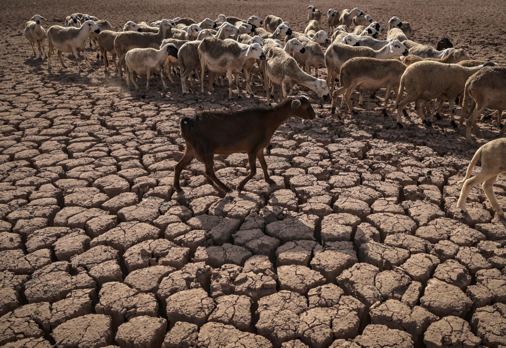 A herd of sheep walk over cracked earth at al-Massira dam in Ouled Essi Masseoud village, some 140 km south from Morocco's economic capital Casablanca, in August 2022 amidst the country's worst drought in at least four decades (Fadel Senna/AFP)