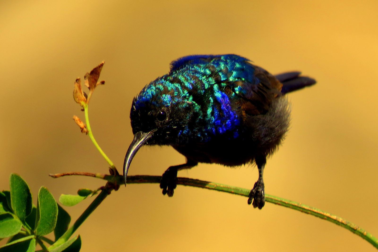 Palestine sunbird
