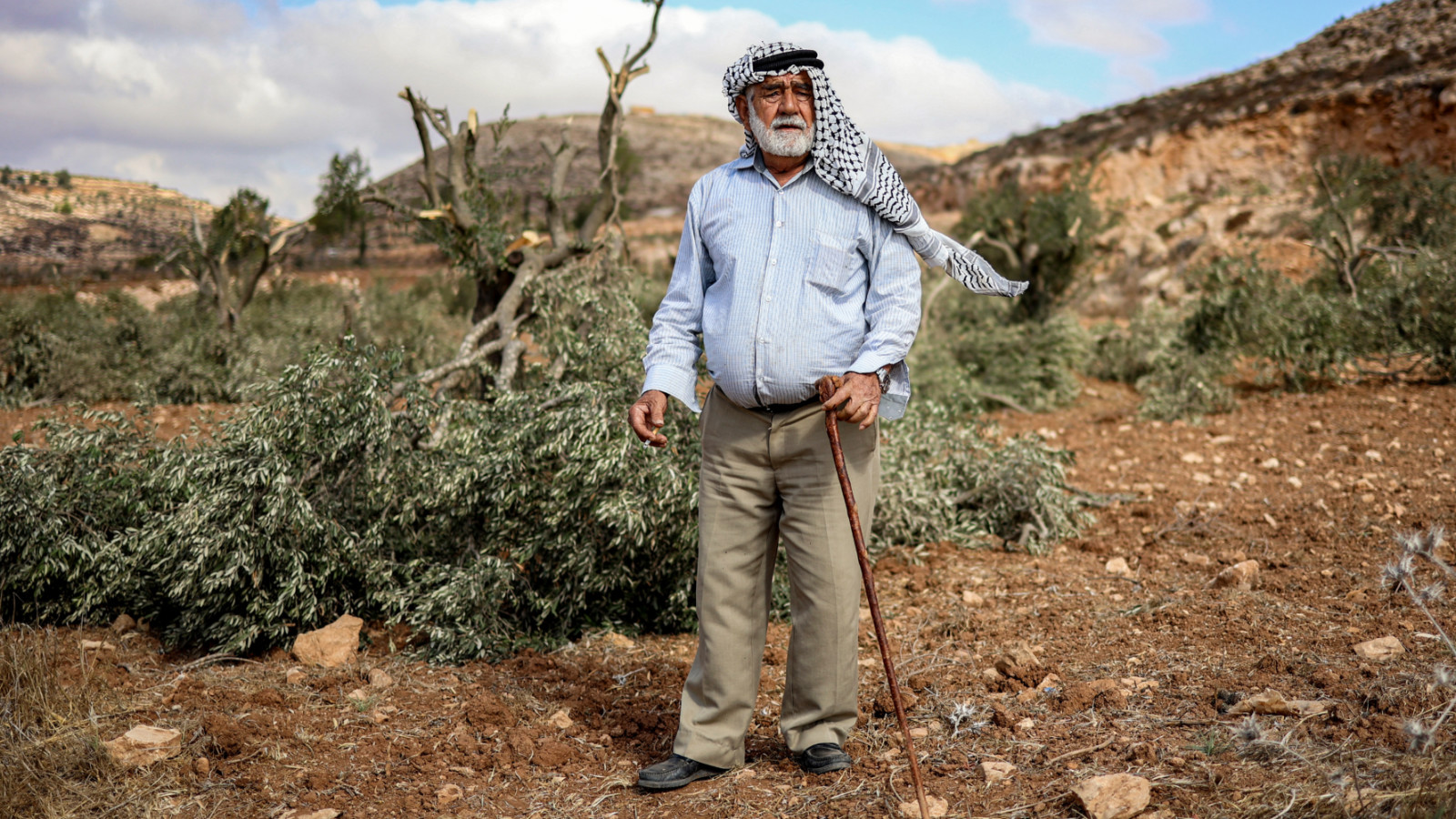Palestinian farmer Mohamed Suleiman, inspects olive trees that were cut-down by Israeli settlers, at his grove on the outskirts of the village of Abu Falah, 6 October 2025 (AFP)