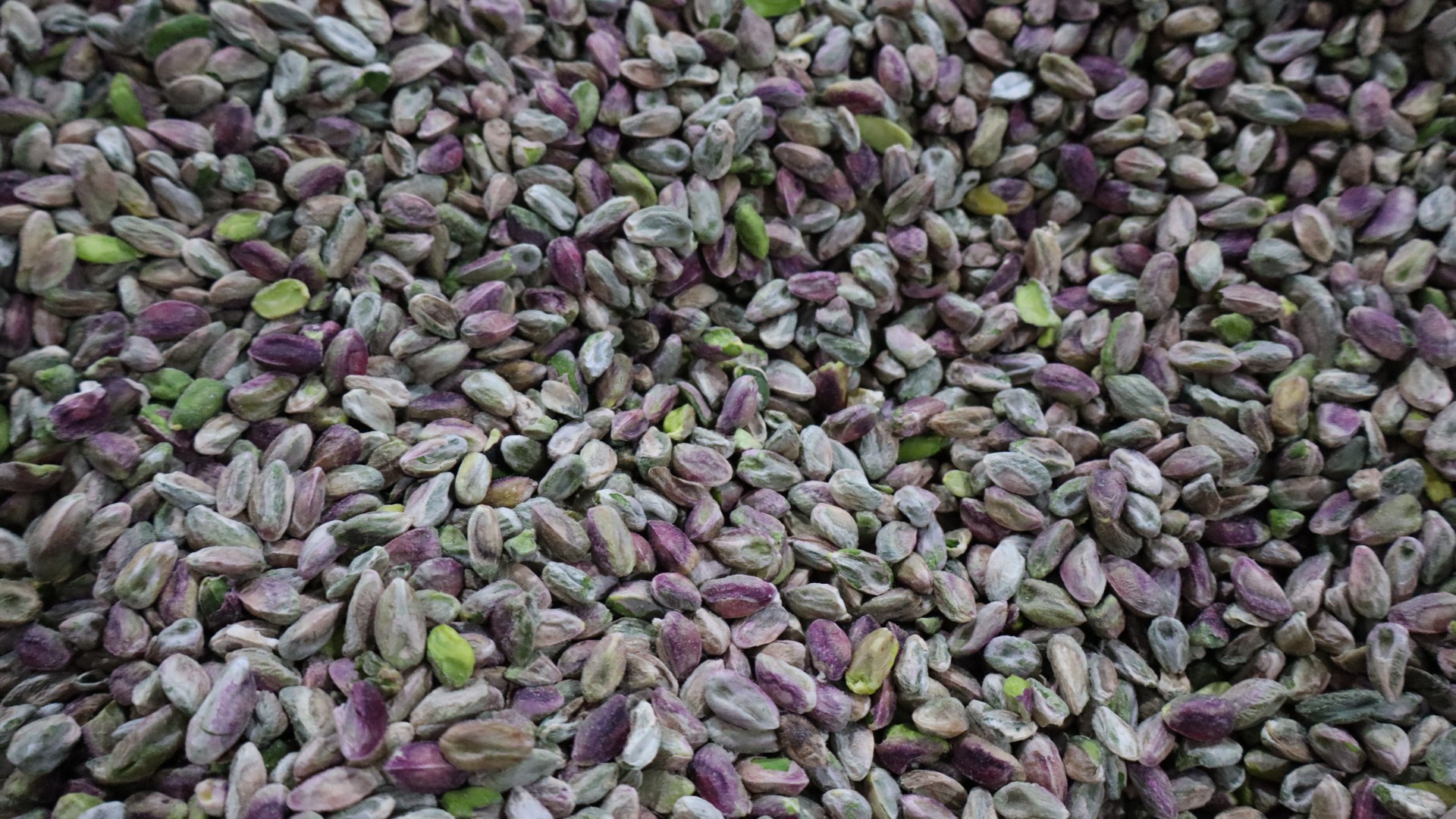 Raw pistachios freshly cultivated in the northern countryside of Hama (Natacha Danon/MEE)