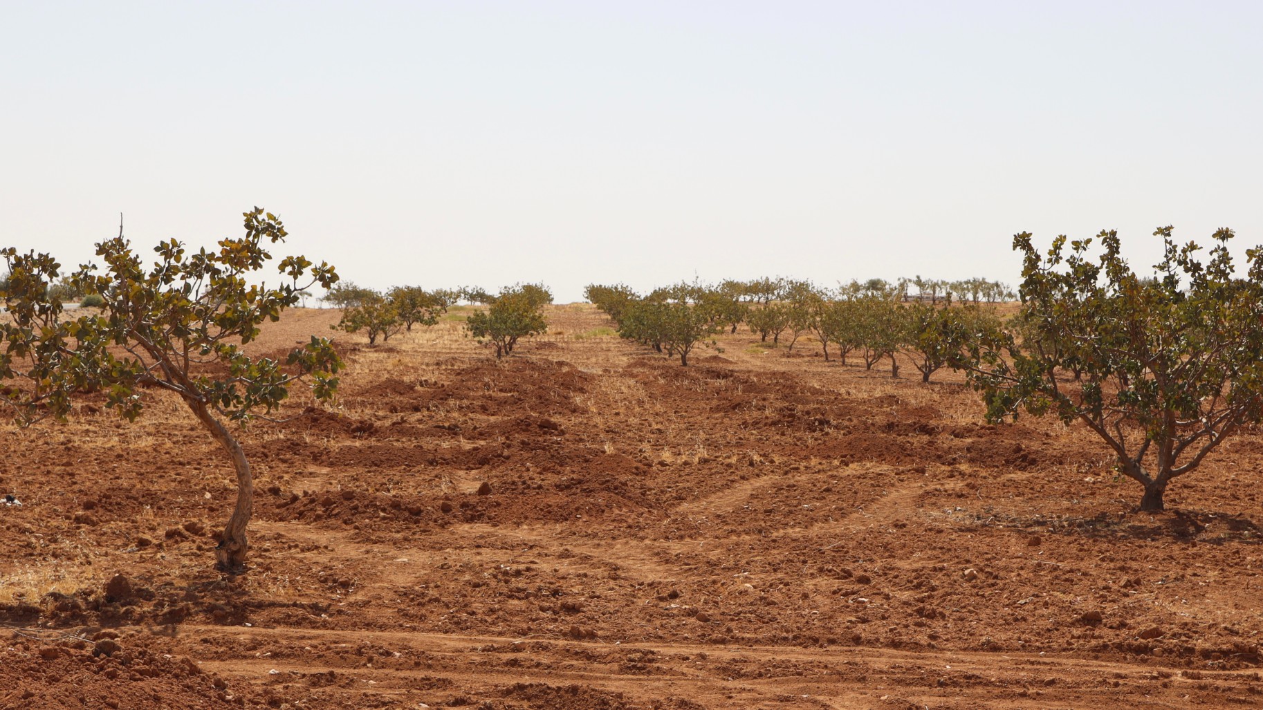 Rows of pistachio trees, some uprooted, in the northern Hama village of Maan (Natacha Danon/MEE)