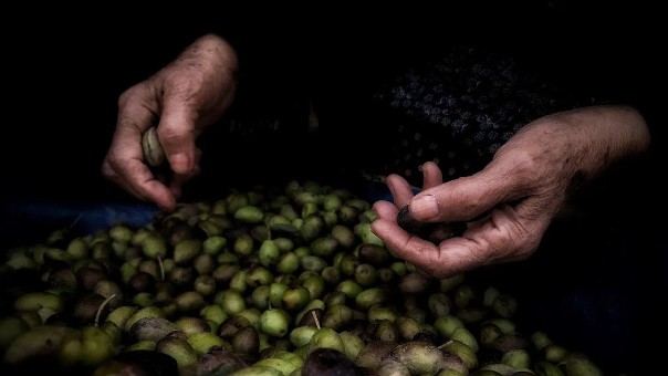 The hands of an elderly Palestinian woman can be seen sifting through green olives.