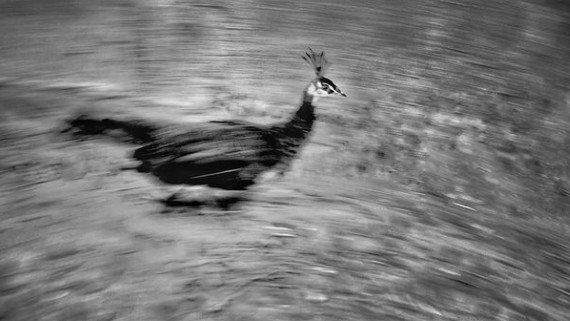 A peacock runs on the ground.