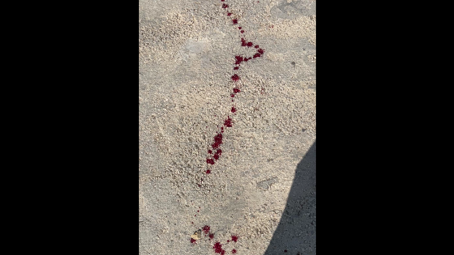 blood seen on the grounds of the campus