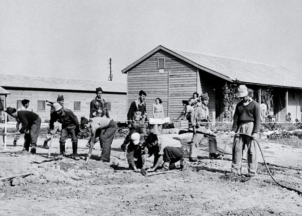 Young Israelis, protected by armed guards, work in kibbutz in the Negev desert, 14 December 1955 (AFP)