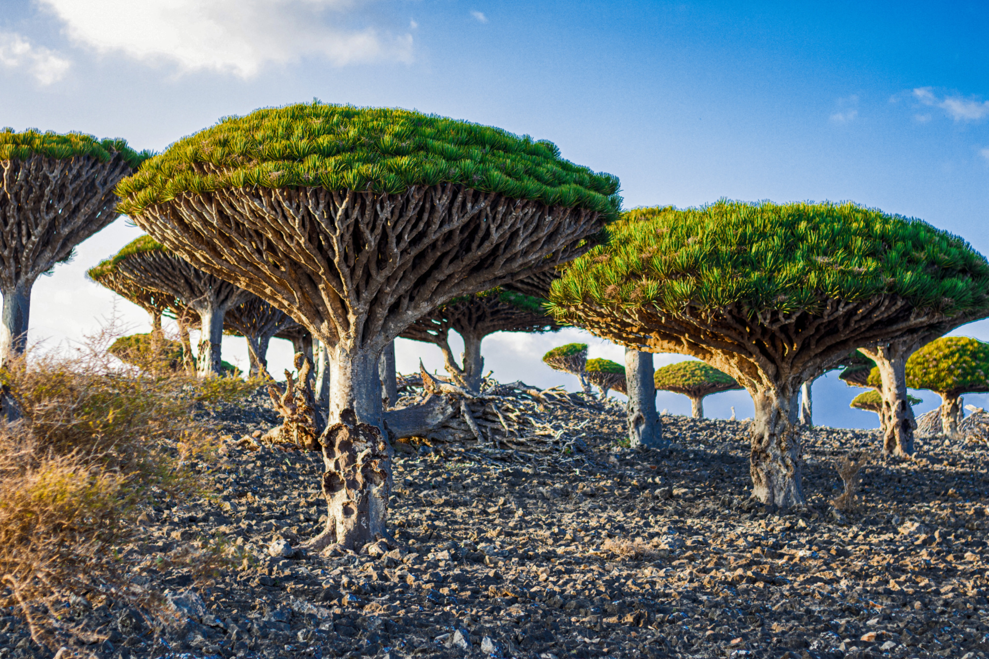 Socotra