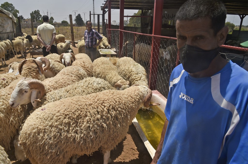 Un vendeur attend les clients sur un marché au bétail de la capitale algérienne Alger, le 12 juillet 2020, avant les célébrations de l’Aïd al-Adha (AFP)