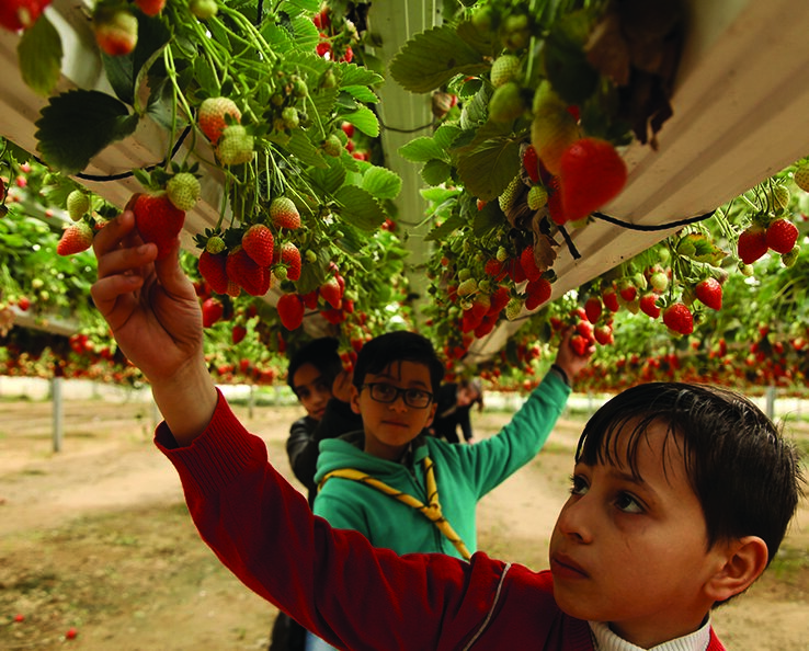 The cookbook is part of fundraising efforts for Palestinian refugees in Palestine, Lebanon and Jordan (Anera)