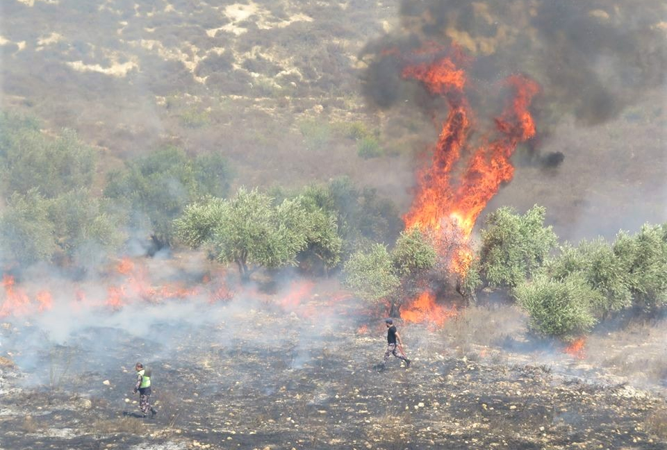 Israeli settlers have been accused of repeatedly setting fire to Burin's olive groves, such as here in 2017 (MEE/Muna Asous)