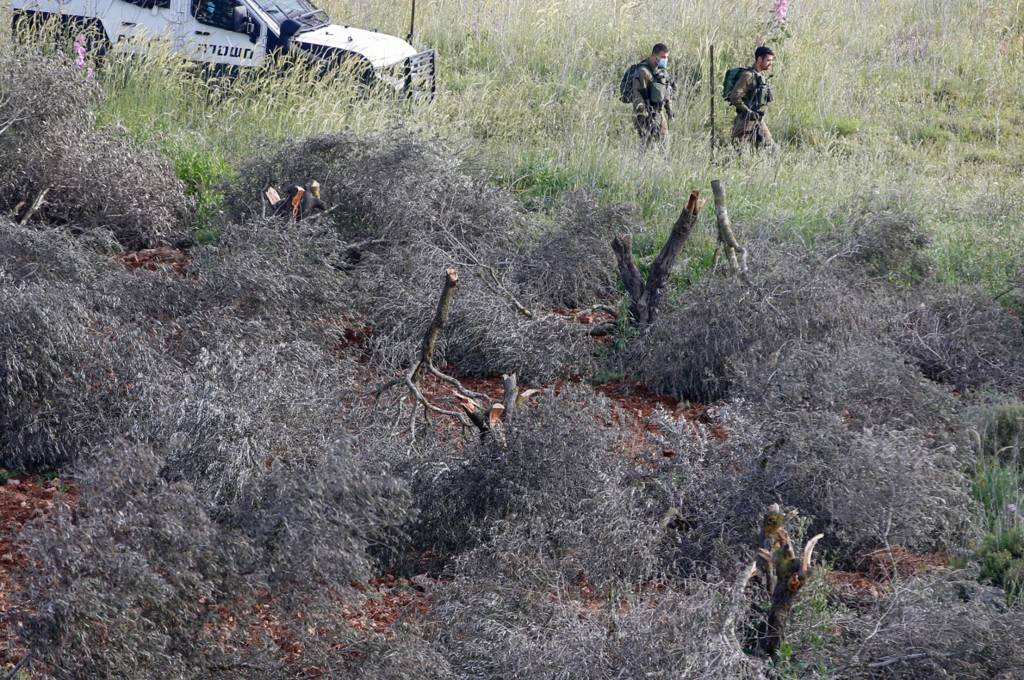 Olive trees cut down in the West Bank