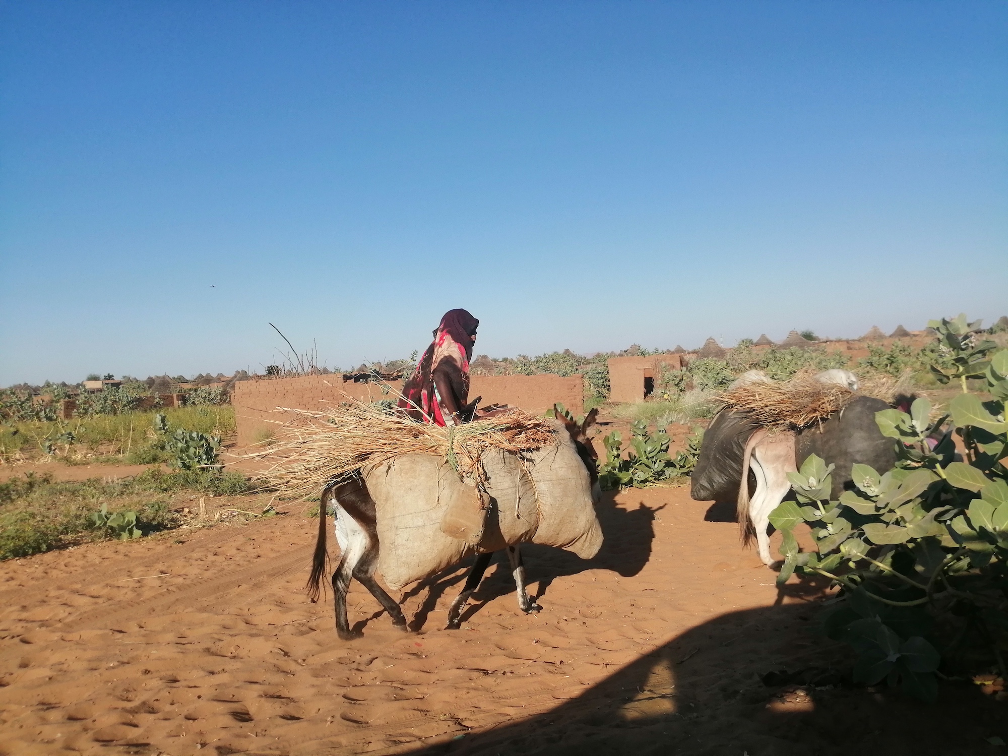 Darfuri woman collects firewood
