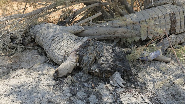 Dead crocodiles could be seen strewn around the farm alongside bullet cases (Mako)