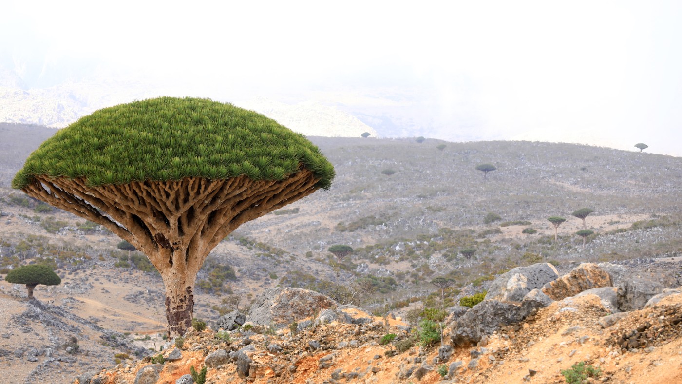 dragon blood tree afp