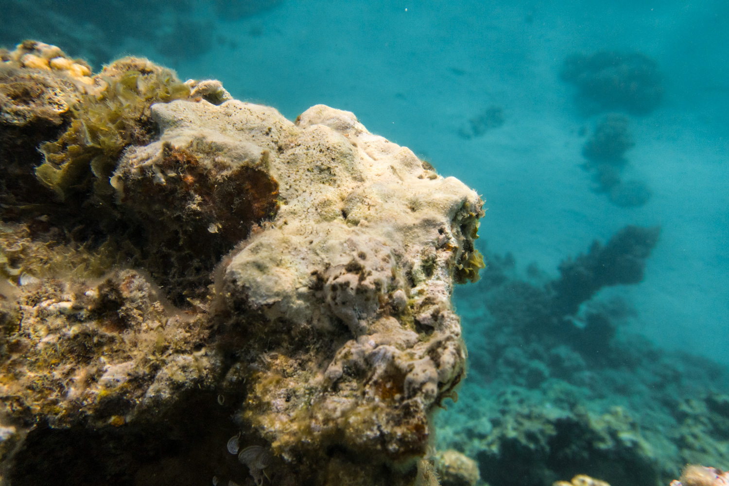 Scuff marks where swimmers have kicked or trodden on the reef at Three Pools, killing the corals, June 2021 (Elizabeth Fitt)