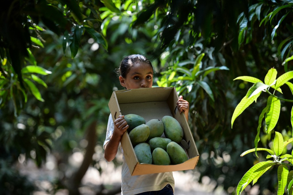 mango harvest egypt