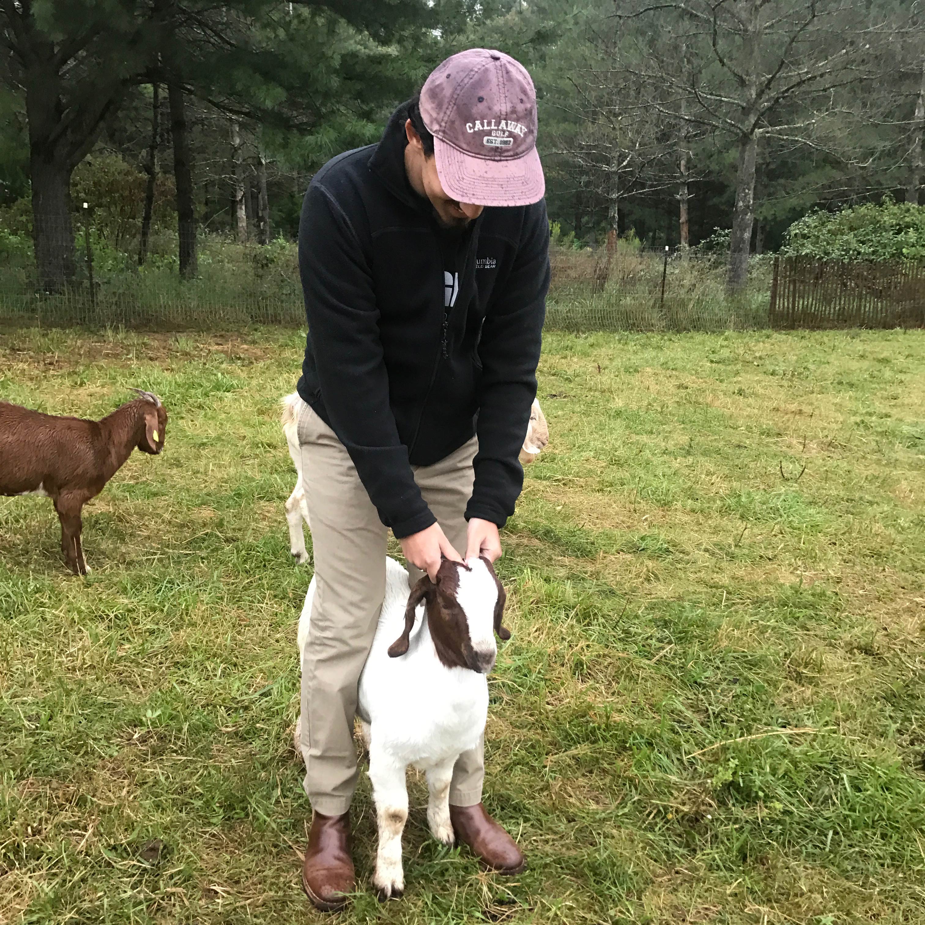 A man holding a small goat between his legs.