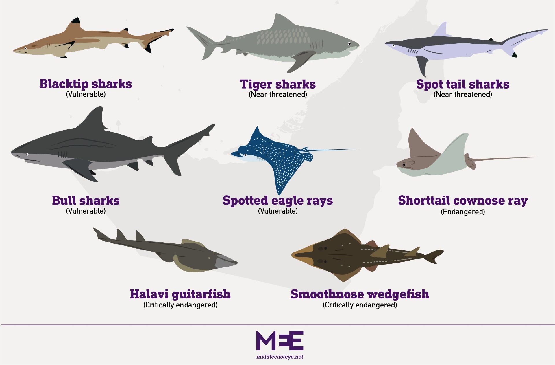 Fish markets UAE
