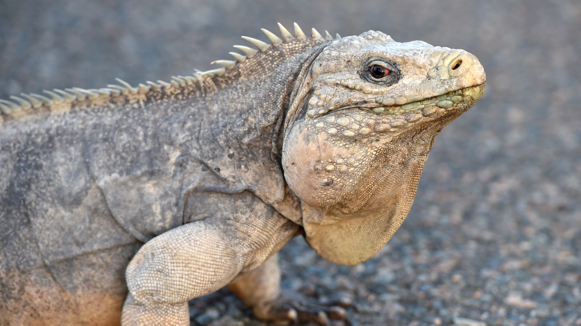 This photo made on 9 April 2014 in Guantanamo Bay naval base, Cuba, shows an Iguana walking on a road of the base (Mladen Antonov/AFP)
