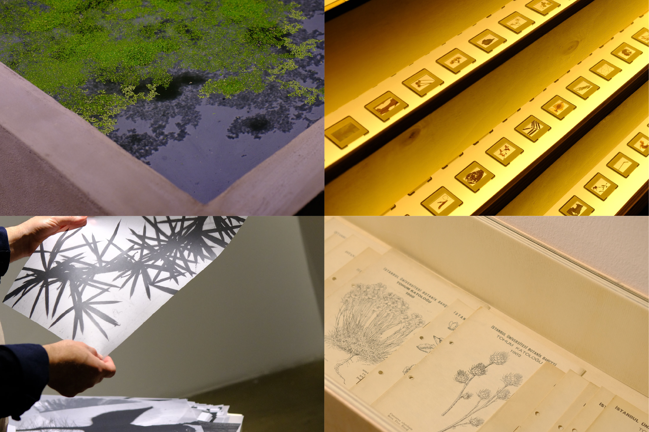 Garden of not forgetting