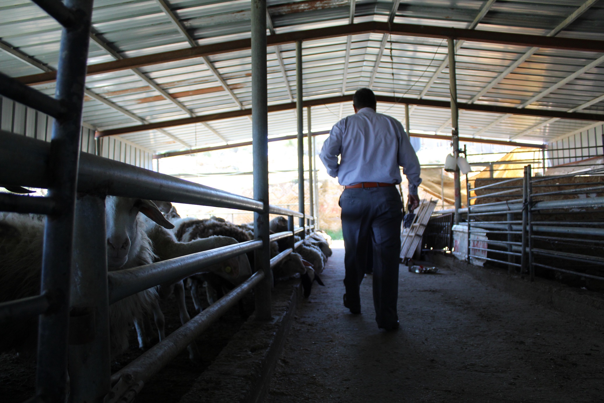 Sheds like Abu Zeyad's are used for intensive breeding, which is not how these Bedouin farmers traditional raise and breed livestock
