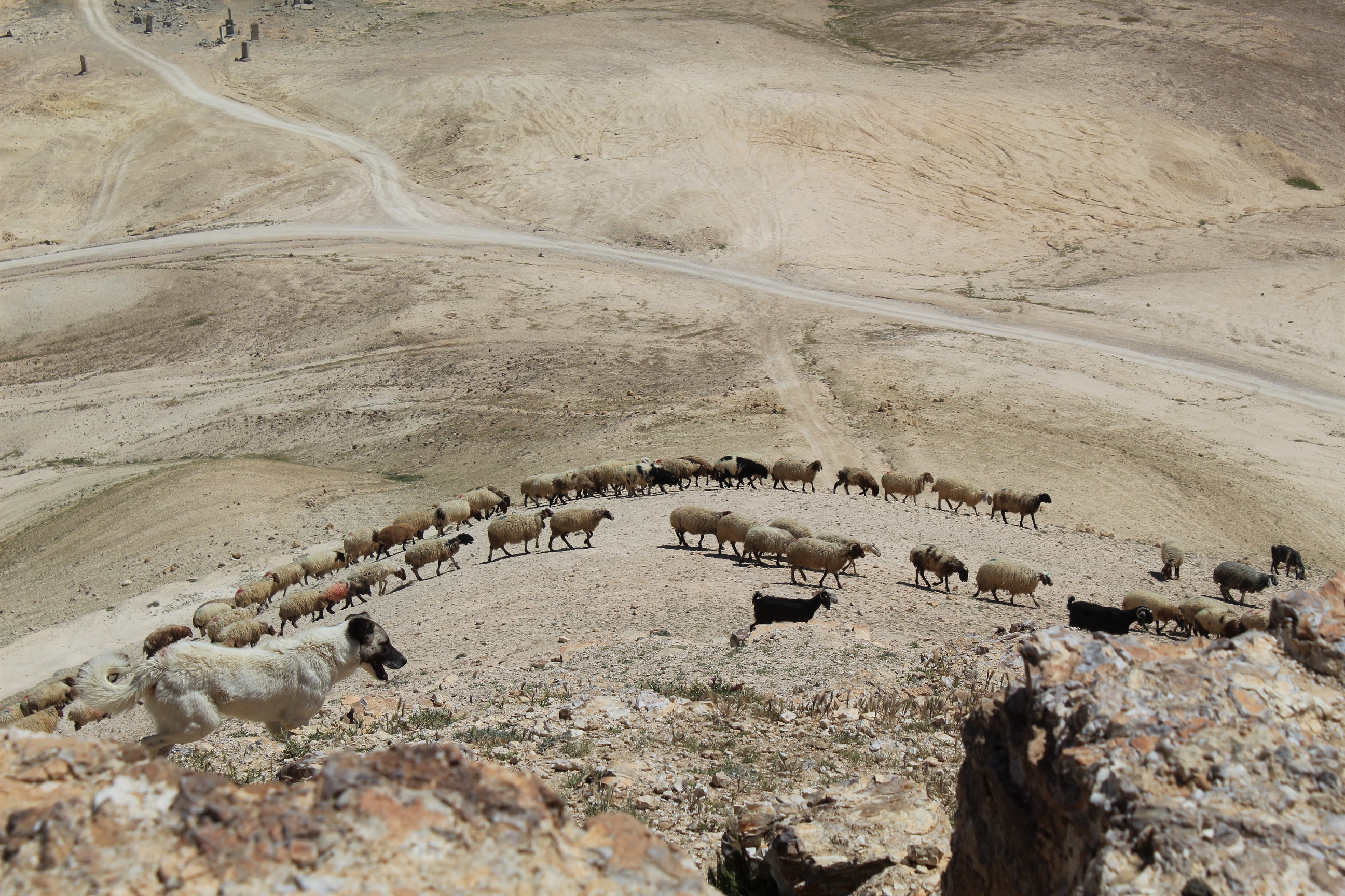 This area of land in the Eastern Slopes marks a transitional zone between the arid  and semi humid highlands.