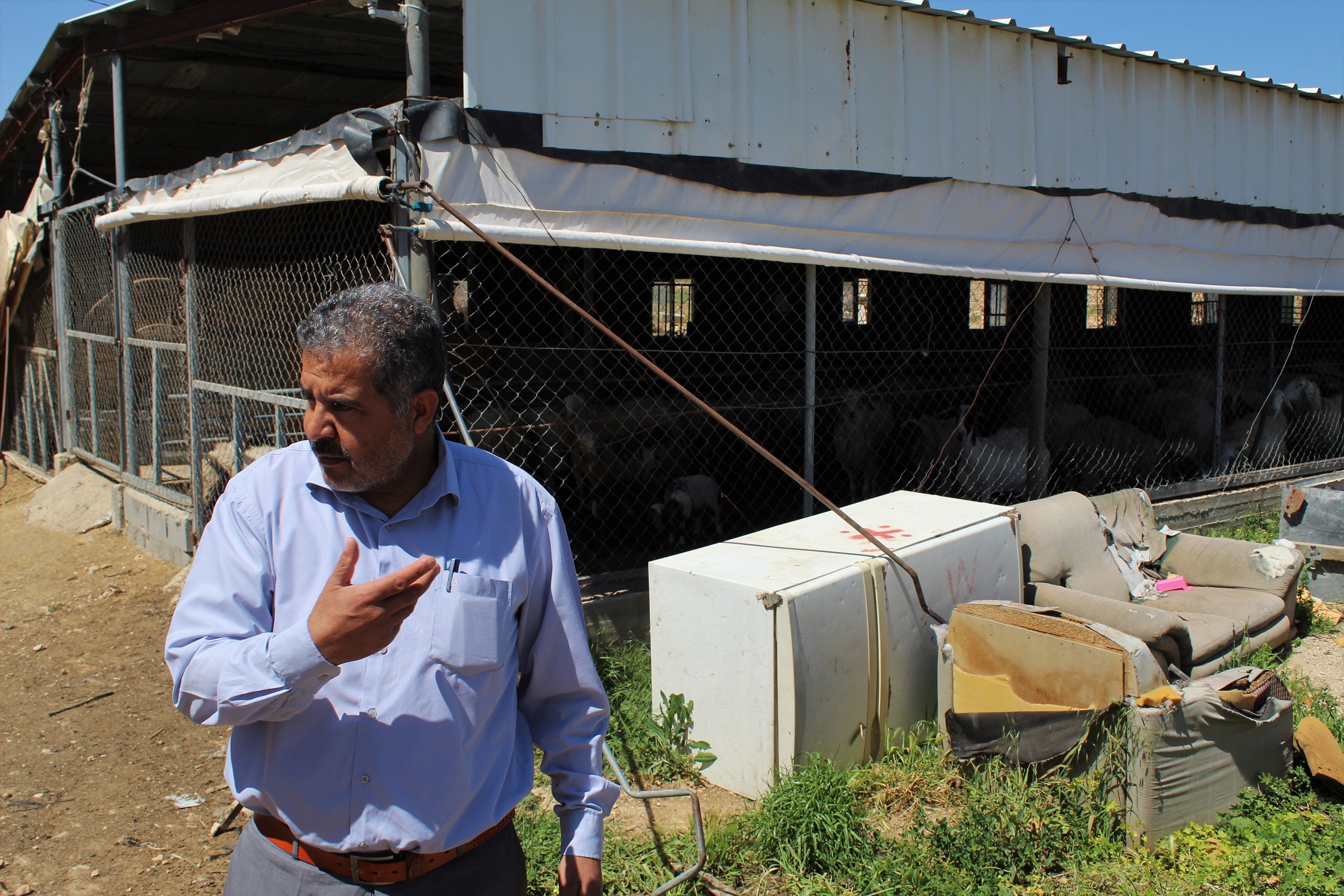 The shepherd Mustafa told MEE that he takes his livestock out to graze just out of aesthetic and tradition. 
