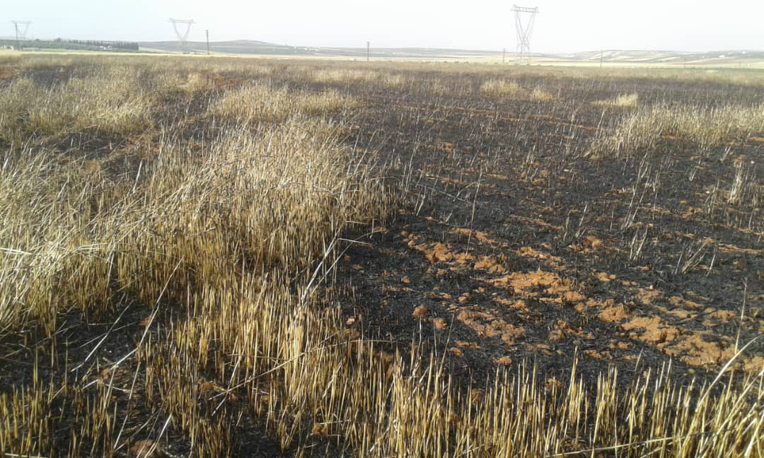 Where amber fields of wheat and barley had grown, a violent sea of orange quickly spread 